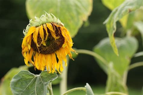 how to keep my sunflowers from falling over|Why Is My Sunflower Plant Falling Over .